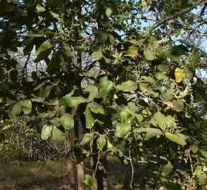 Agroforestry with Charoli Trees
