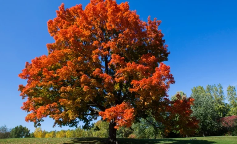 Chinar Tree - Kashmir's Majestic Symbol