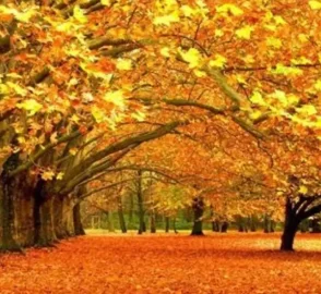 Chinar Leaves and Bark