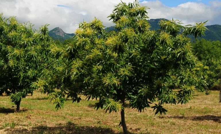 Chinese Chestnut Tree - Nature's Delicious Treasure