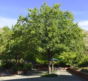 Chinese Elm Tree Landscape