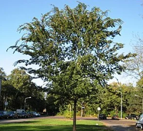 Chinese Elm in Urban Setting
