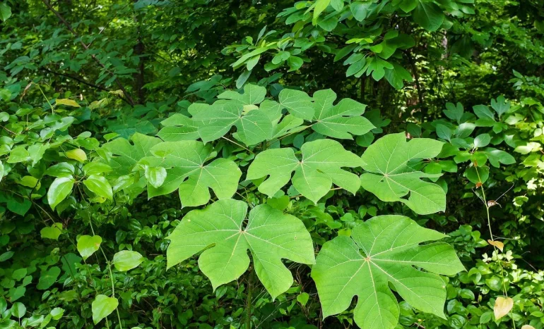 Chinese Parasol Tree - Nature's Beautiful Umbrella