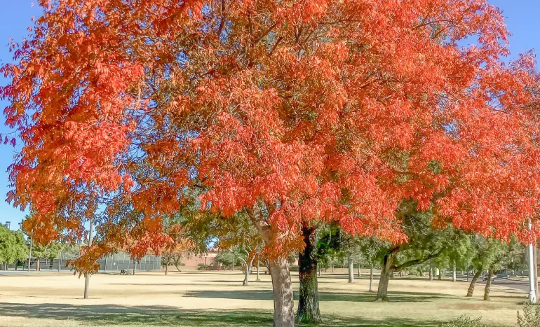 Chinese Pistachio Tree - Stunning Landscape Beauty