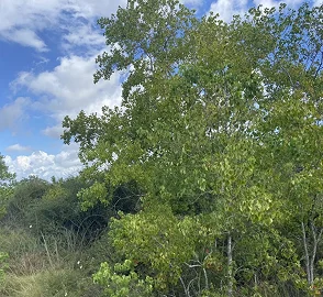 Chinese Tallow Tree Fall Colors