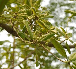 Chironji in Traditional Cuisine