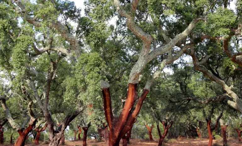 Cinnamon Tree - Health, Flavor and Sustainability