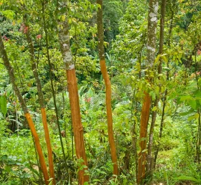 Cinnamon Tree Bark Harvesting