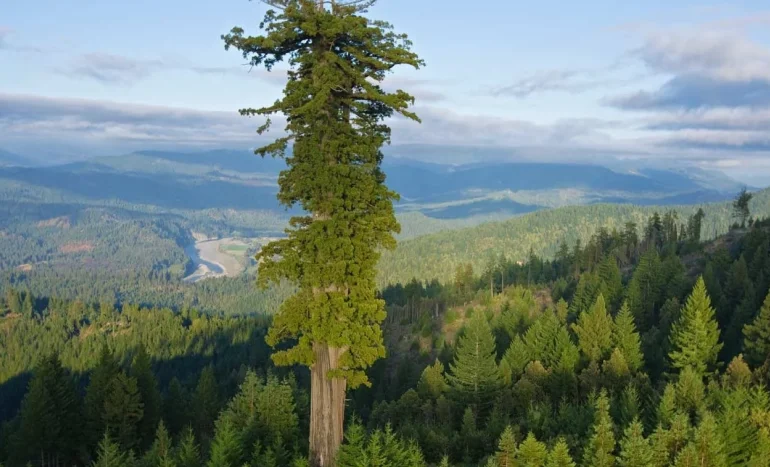 Coastal Redwood Tree - Majestic Giants of the Forest