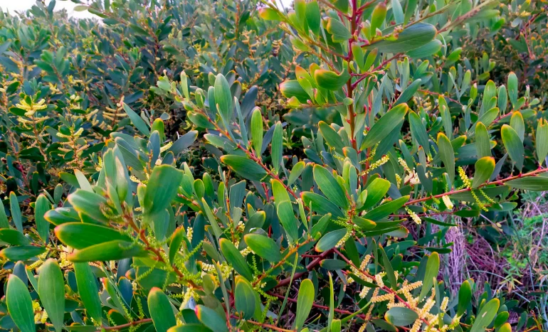 Coastal Wattle Tree - Hidden Gem of Coastal Ecosystems