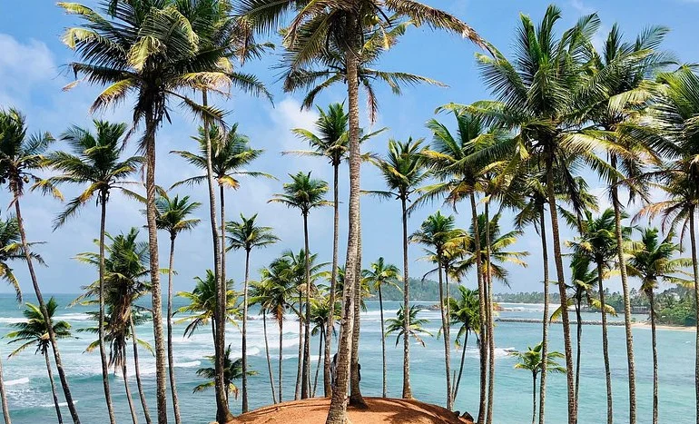 Coconut Tree - Pinnacle of Coastal Landscapes