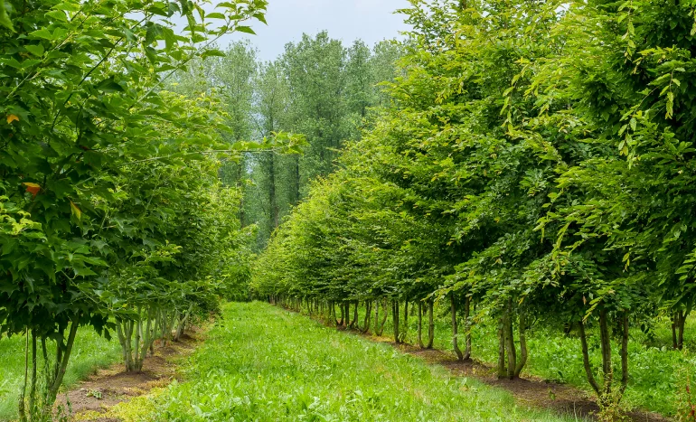 Cogon Grass - Nature's Resilient Grass