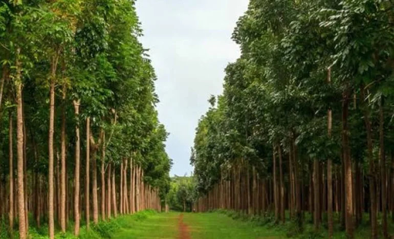 Congo Mahogany Tree - Tropical Rainforest Treasure