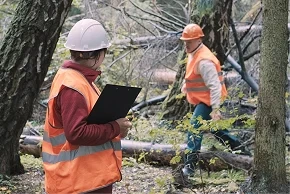 Women collecting non-timber forest products