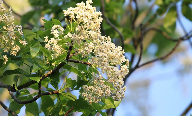 Crow's Ash Tree - Nature's Resilient Guardian
