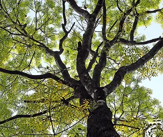 Mahogany Tree Canopy