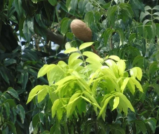 Reforestation Efforts