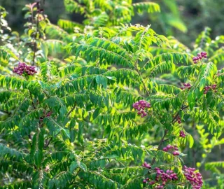 Curry Leaves Close-up