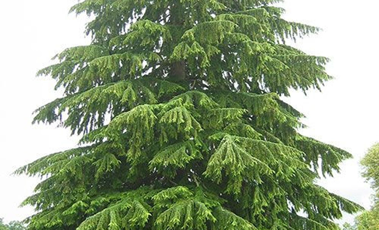 Eastern Hemlock Tree - Majestic Evergreen
