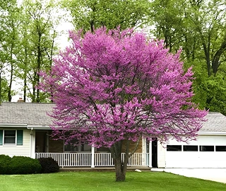 Eastern Redbud Tree in Landscape Design