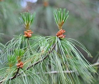 Eastern White Pine Tree - Towering Giant