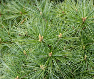 Eastern White Pine Environmental Benefits
