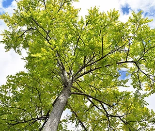 European Ash Tree in Forest