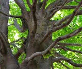 European Beech Tree Canopy