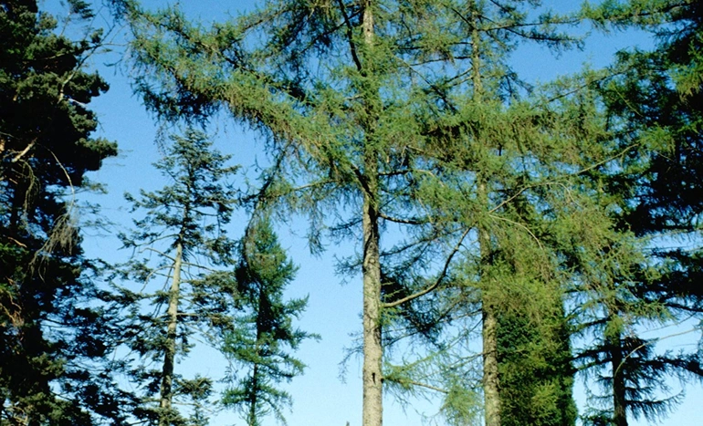 European Larch Tree - Stunning Appeal