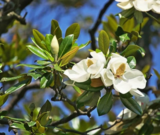 Evergreen Magnolia Tree Environmental Benefits