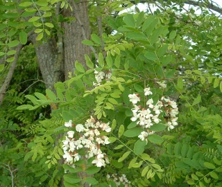 False Acacia Tree Leaves - Nitrogen Fixing