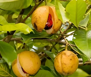 False Nutmeg Tree Seeds - Essential Oils