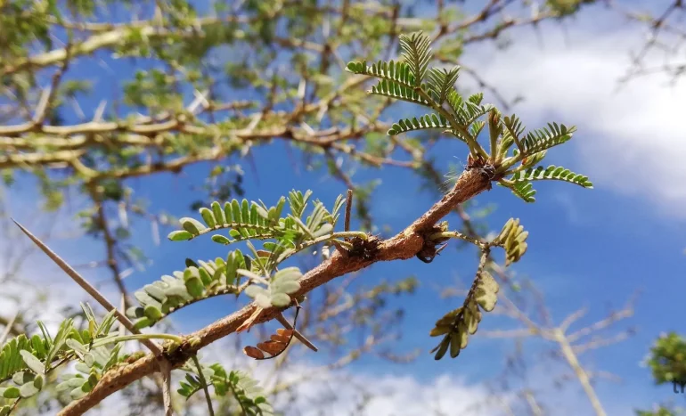 False Acacia Tree - Medicinal Plant
