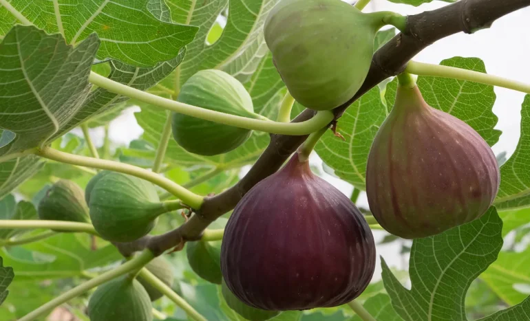 False Acacia Tree - Medicinal Plant
