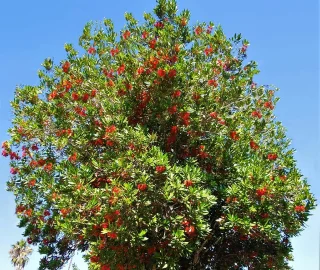 Firewheel Tree Vibrant Flowers