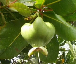 Fish Poison Tree Flowers and Foliage