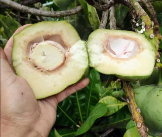 Fish Poison Tree Conservation Efforts