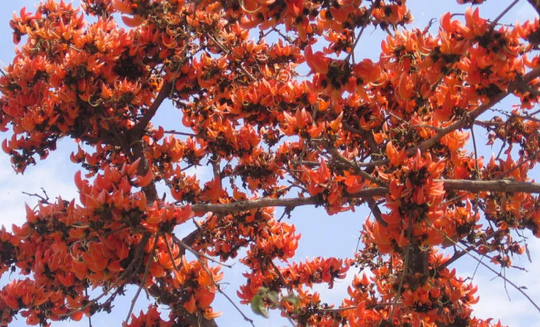 False Acacia Tree - Medicinal Plant