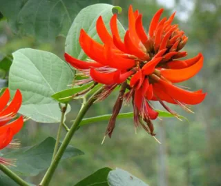 Flame of the Forest Conservation Efforts