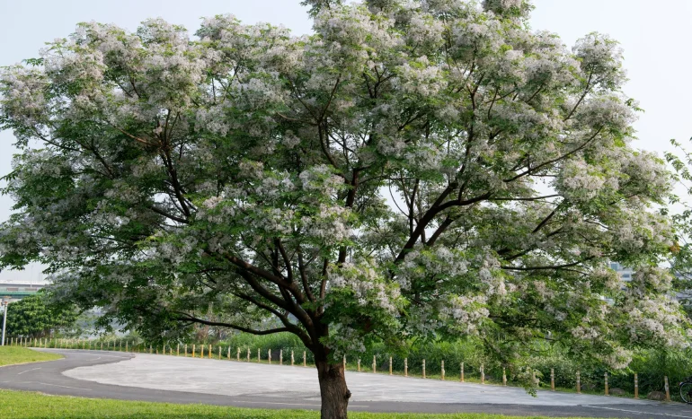 False Acacia Tree - Medicinal Plant