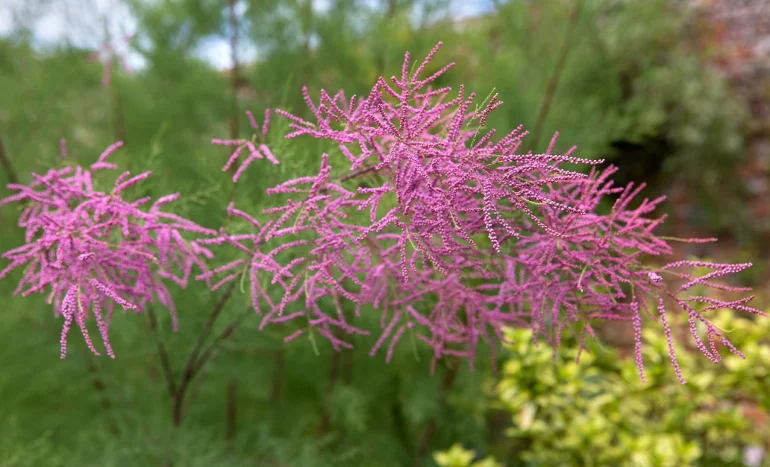 False Acacia Tree - Medicinal Plant