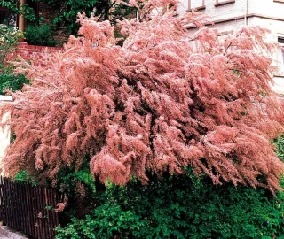 French Tamarisk Feathery Foliage