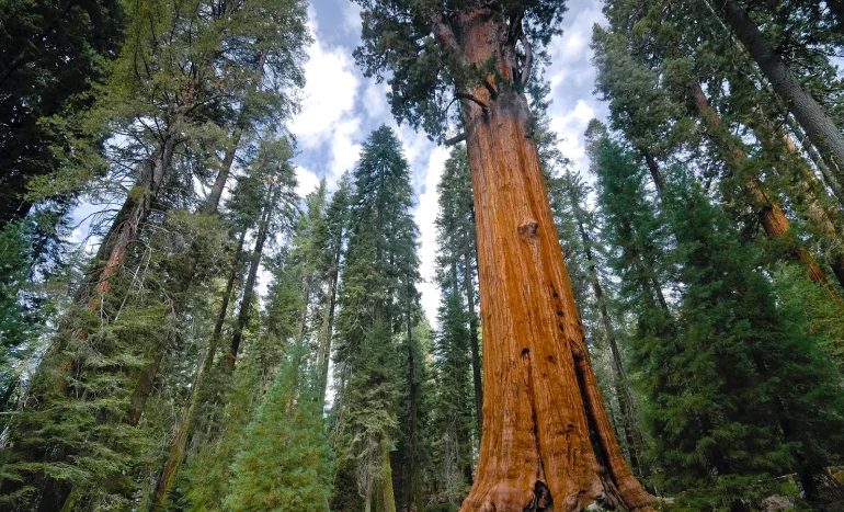 False Acacia Tree - Medicinal Plant