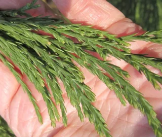 Giant Sequoia Conservation Efforts