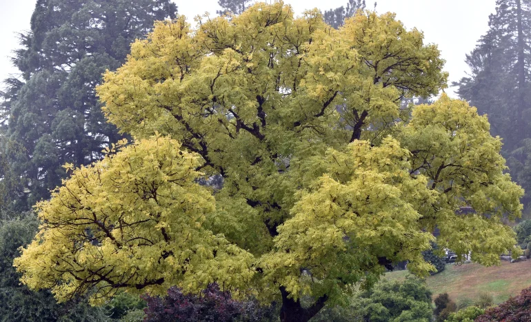False Acacia Tree - Medicinal Plant