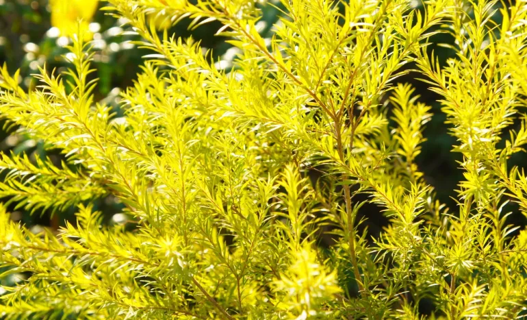 False Acacia Tree - Medicinal Plant