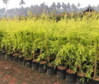 Golden Bottle Brush Tree Flowers