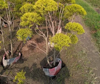 Golden Bottle Brush Tree Planting