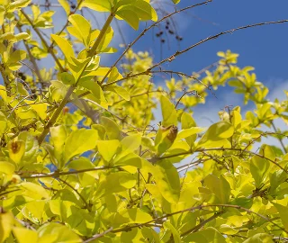 Golden Duranta Tree Planting
