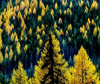 Golden Larch Tree Foliage